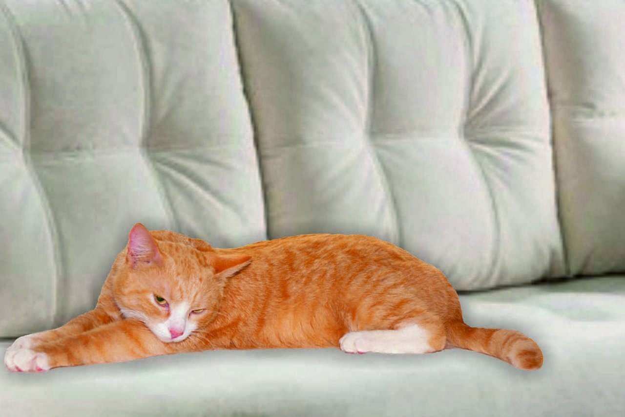 фото кота кузи рыжего