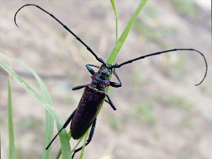 Летающий жук с длинными усами