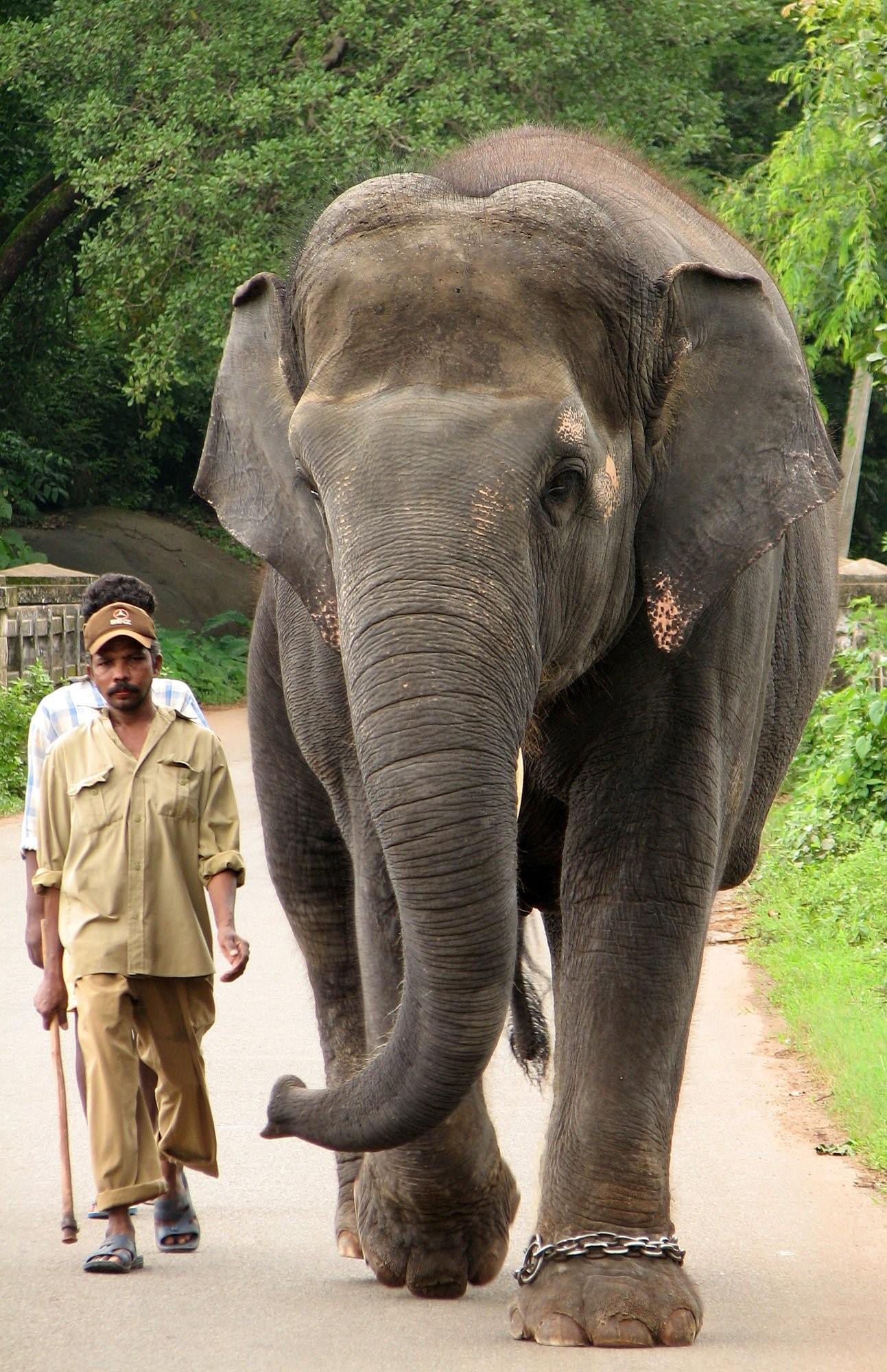 Слоны. Огромный слон. Самый большой слон. Какой слон самый крупный