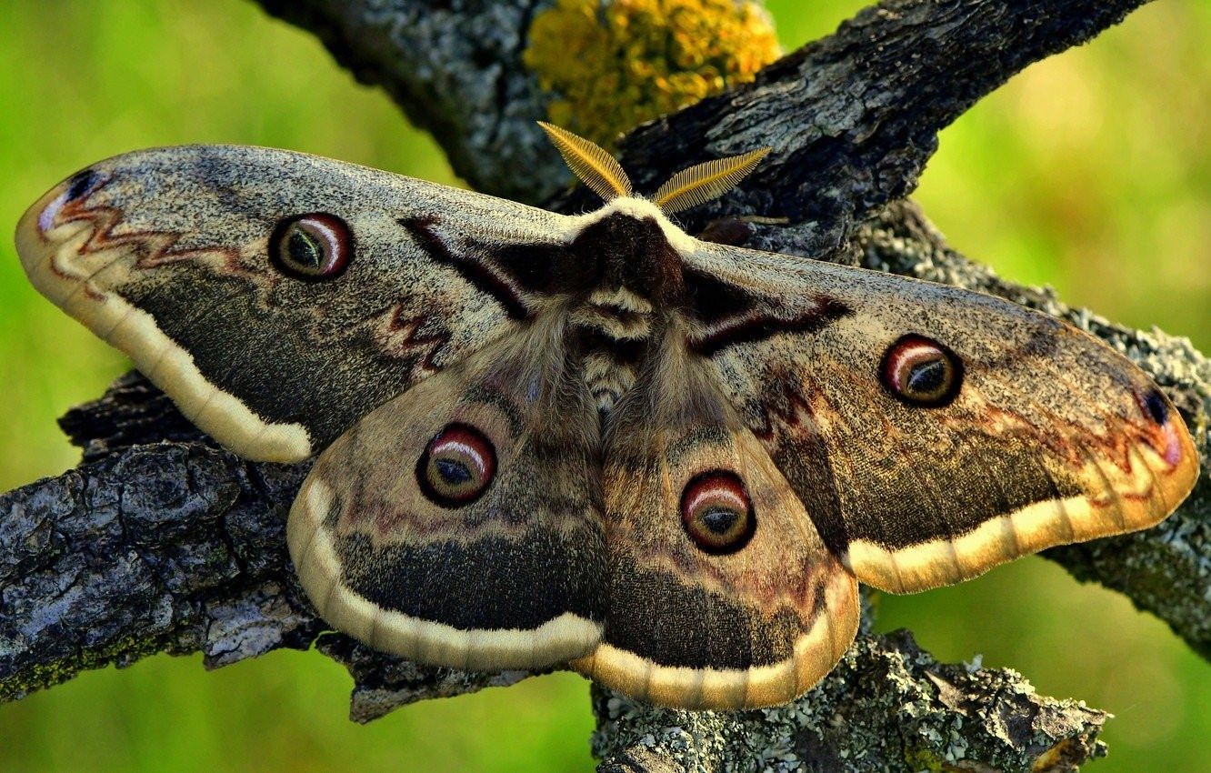 Павлиноглазка грушевая бабочка фото и описание