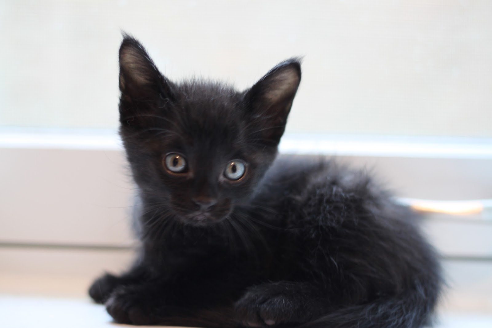 Черно белый котенок девочка. Черный котенок. Кошечка черная. Котята черного цвета. Маленький черный котенок.