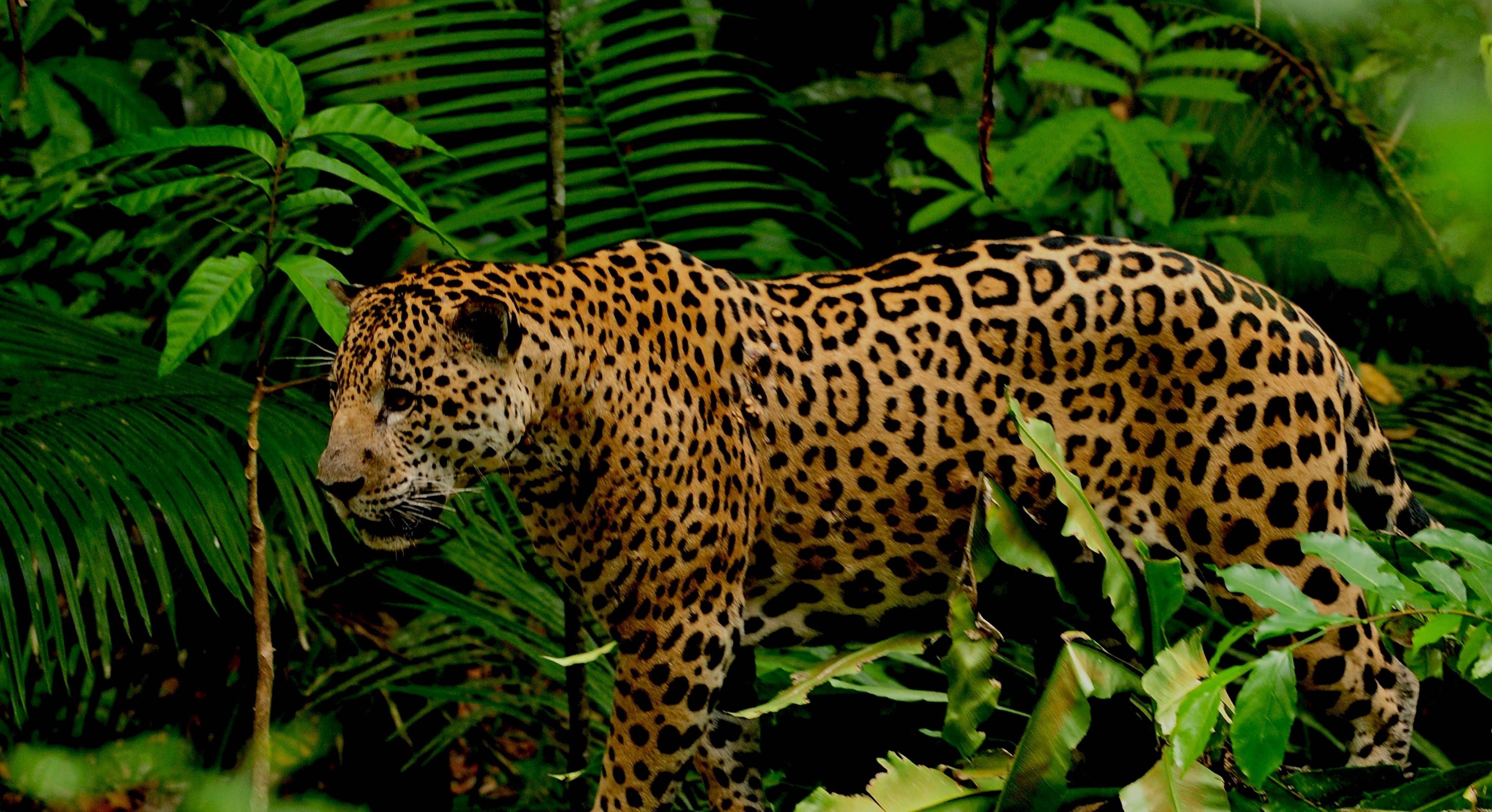 ягуары бразилии