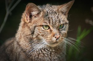 Среднеевропейский лесной кот