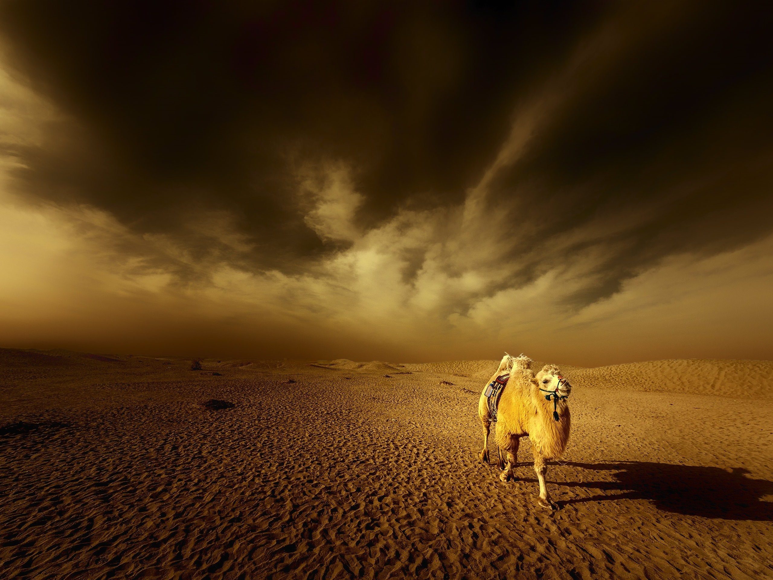 Небо караван. Пустыня Караван Оазис. Караван Мекка пустыня. Верблюд в пустыне. Караван в пустыне.