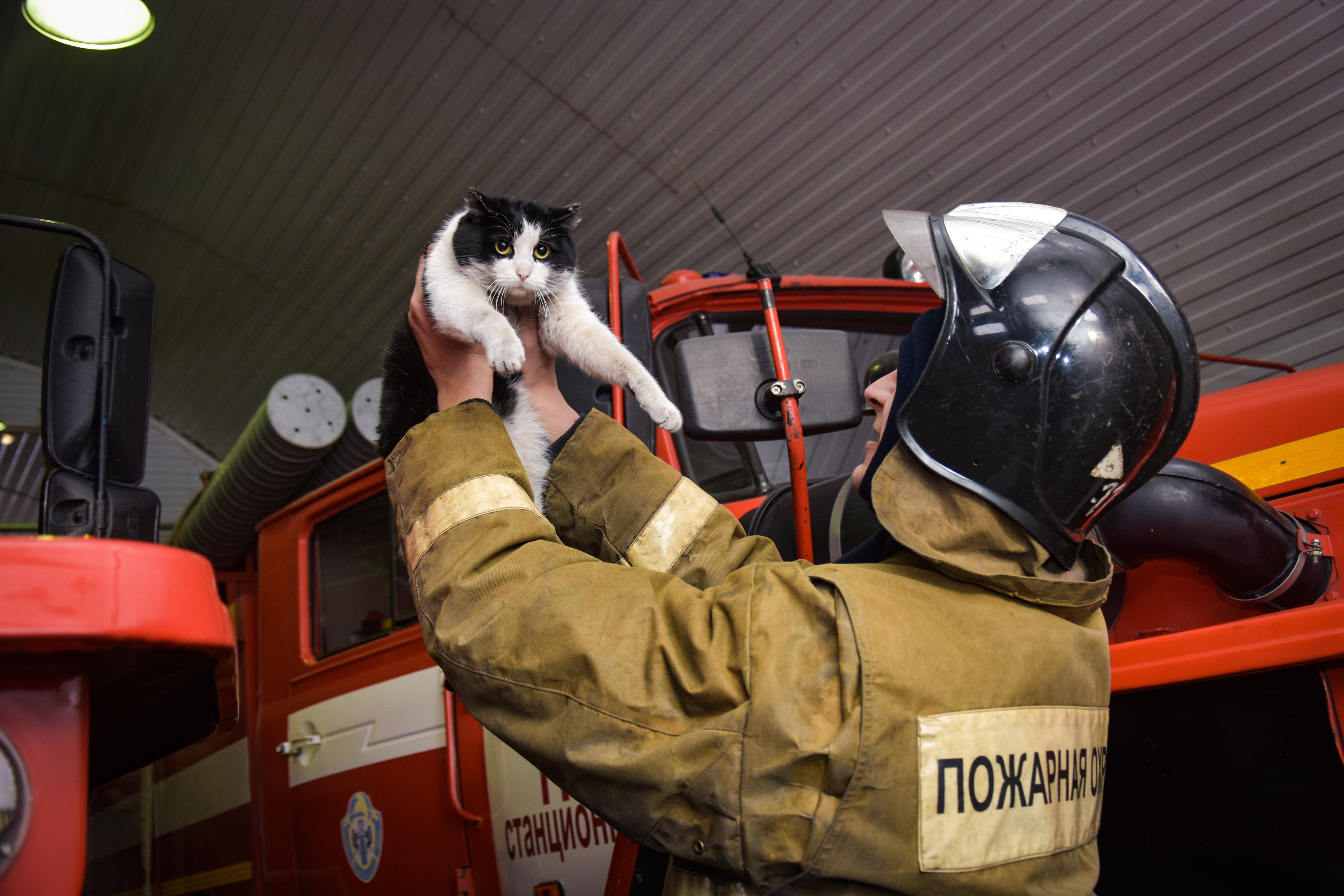 Кот спас котенка. Кот пожарный. Пожарный спас кота. Пожарный с котенком.