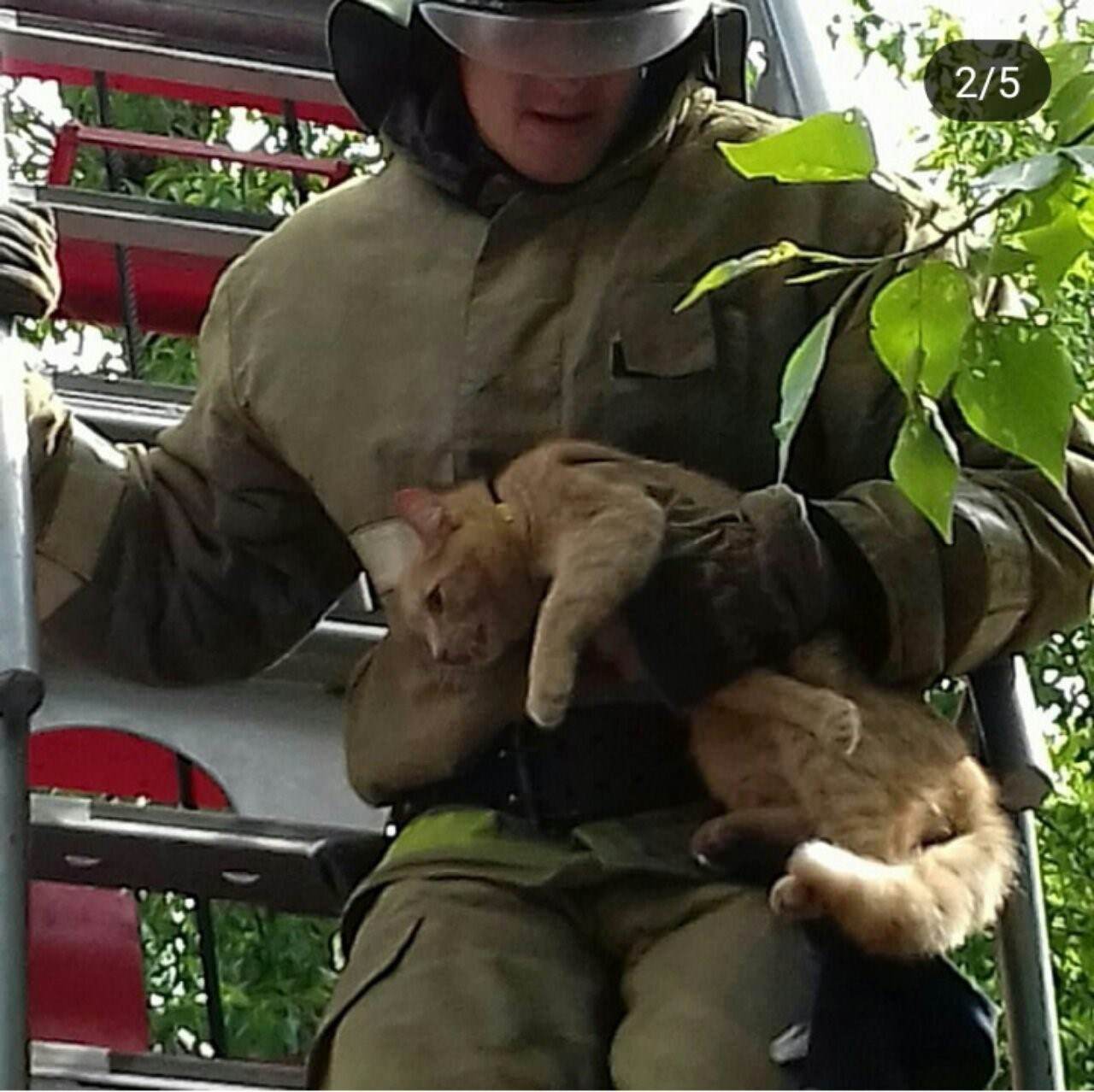 День спасения кошек. МЧС России спасение животных. Пожарный спасает кошку. Пожарный спас кота. Пожарный спасает котенка с дерева.