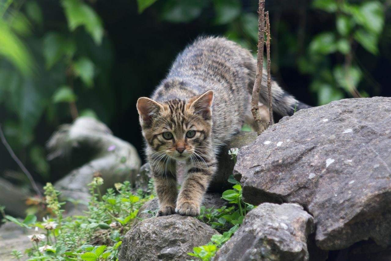 Дикая дальневосточная кошка фото