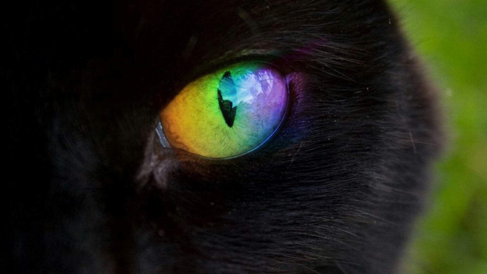 Радужка кошки. Кошачий глаз. Радужные глаза. Черный кот с разноцветными глазами. Кошачий глаз зеленый.