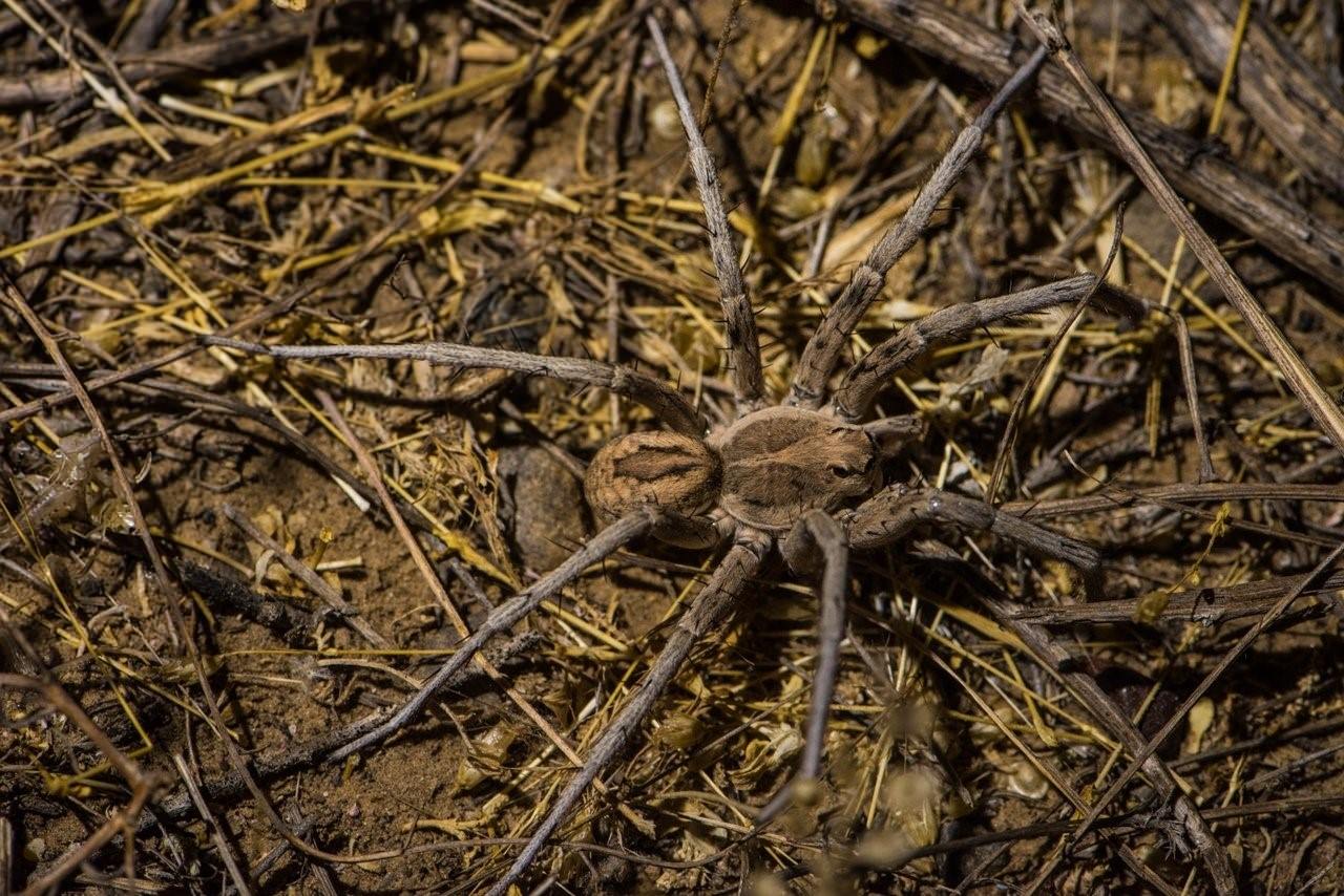 самый большой паук в беларуси фото
