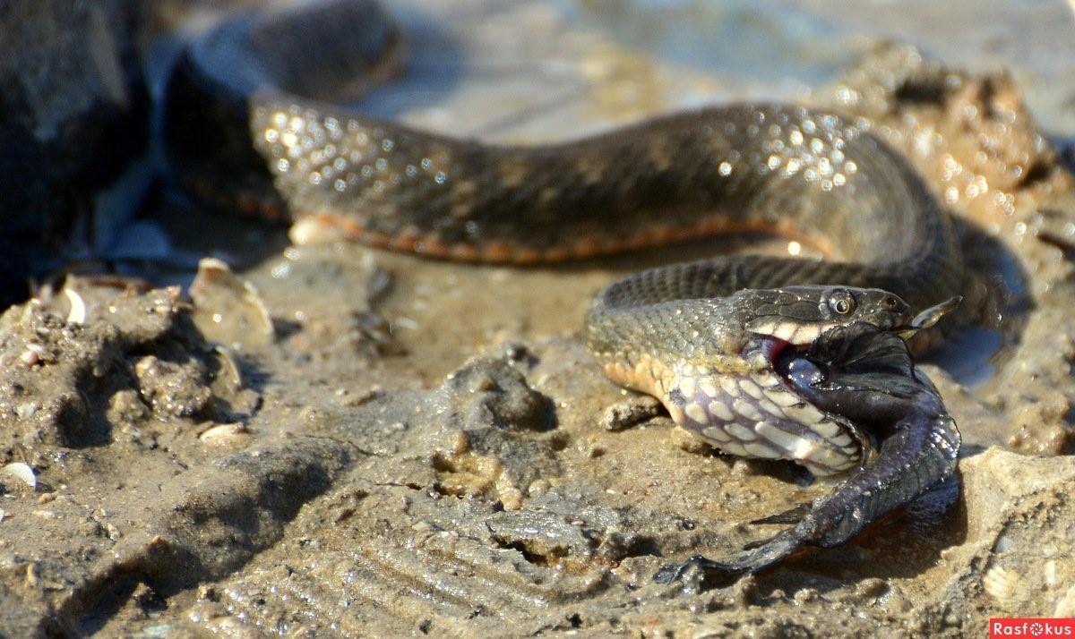 Змей азовского моря. Ужи в Азовском море водяные. Морские гадюки Азовское море. Гадюка Азовская морская. Змея в Азовском море.