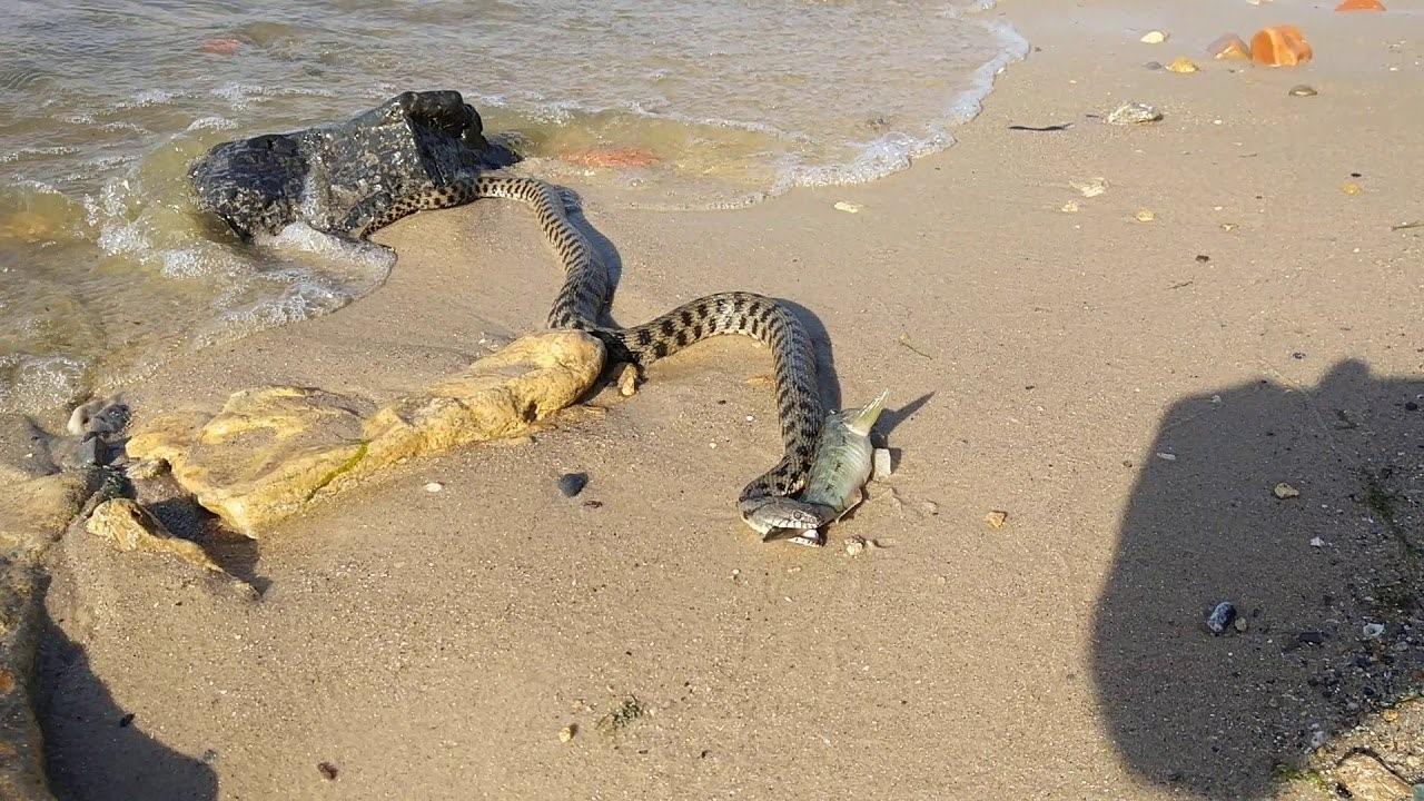 Азовское море змей. Водяная гадюка Азовское море. Водяные ужи в Азовском море. Бычколов змея Азовское море. Змея шахматная гадюка.