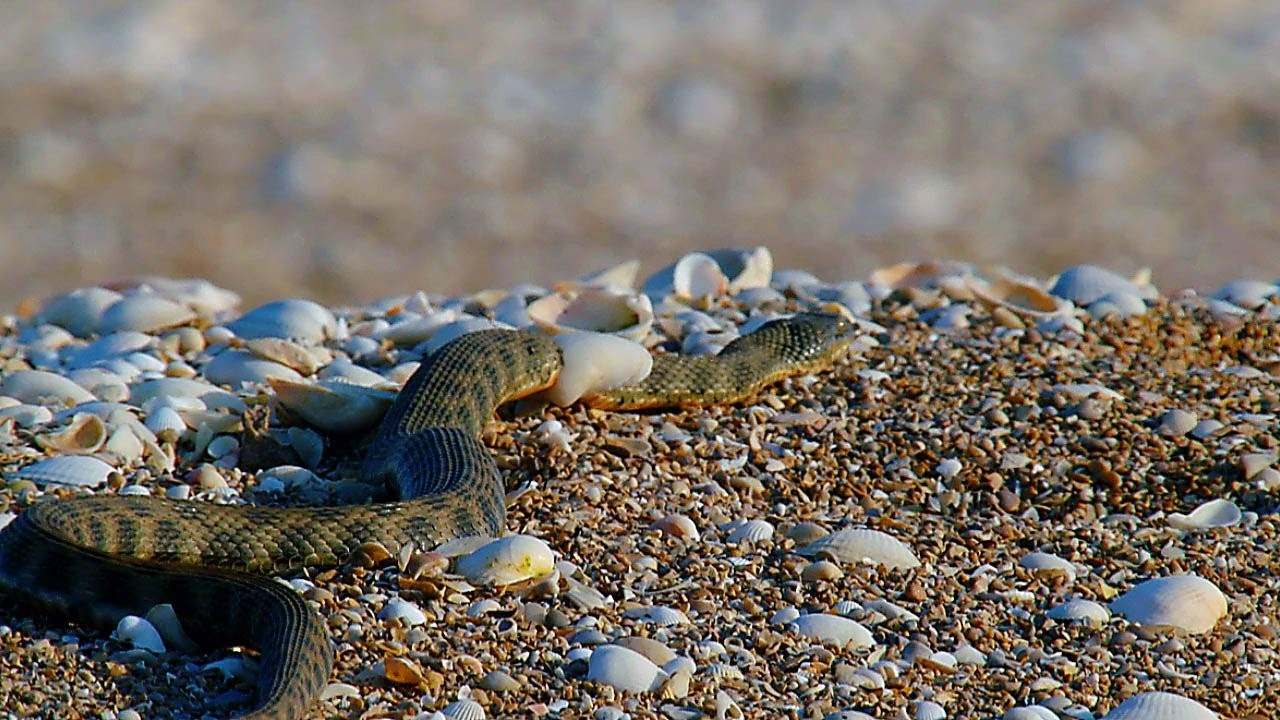 Змей азовского моря. Ужи в Азовском море водяные. Водяной уж бычколов. Бычколов змея Азовское море. Азовский водяной уж.