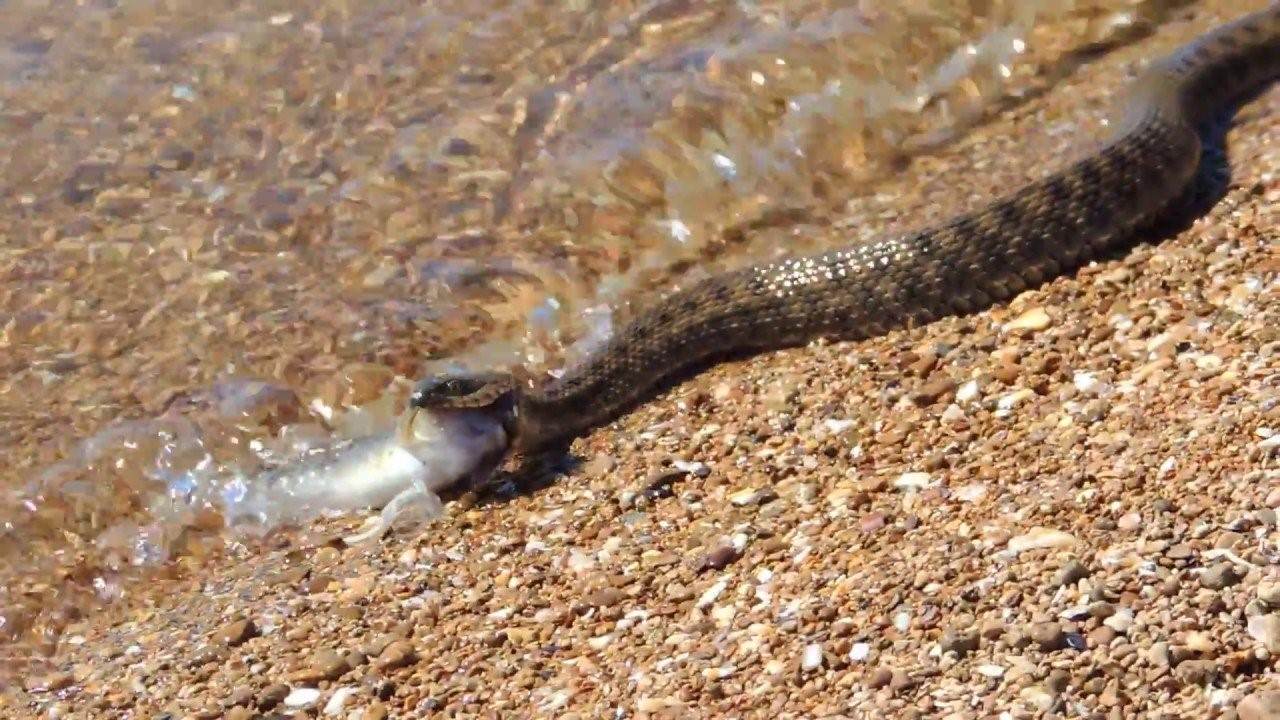 Змей азовского моря. Ужи в Азовском море водяные. Морские гадюки Азовское море. Гадюка Азовская морская. Уж и гадюка на Азовском море.