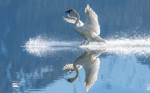 Лебедь на воде