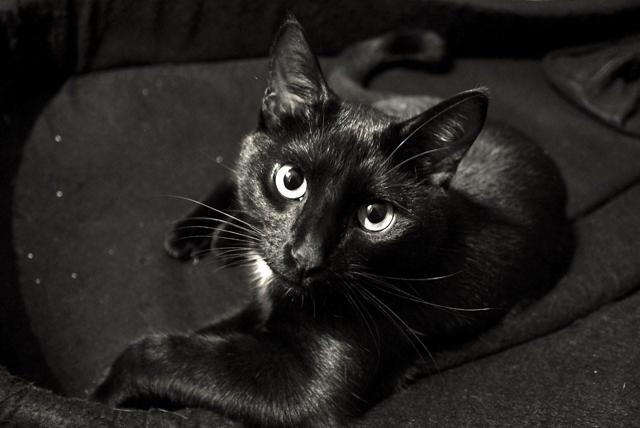 Описание черной кошки. Бомбейская черная кошка. Чёрная кошка порода Бомбейская. Бомбейская кошка гладкошерстная. Черная Бомбейская кошка с зелеными глазами.