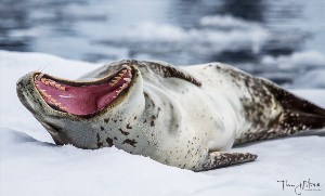 Акулы в антарктиде