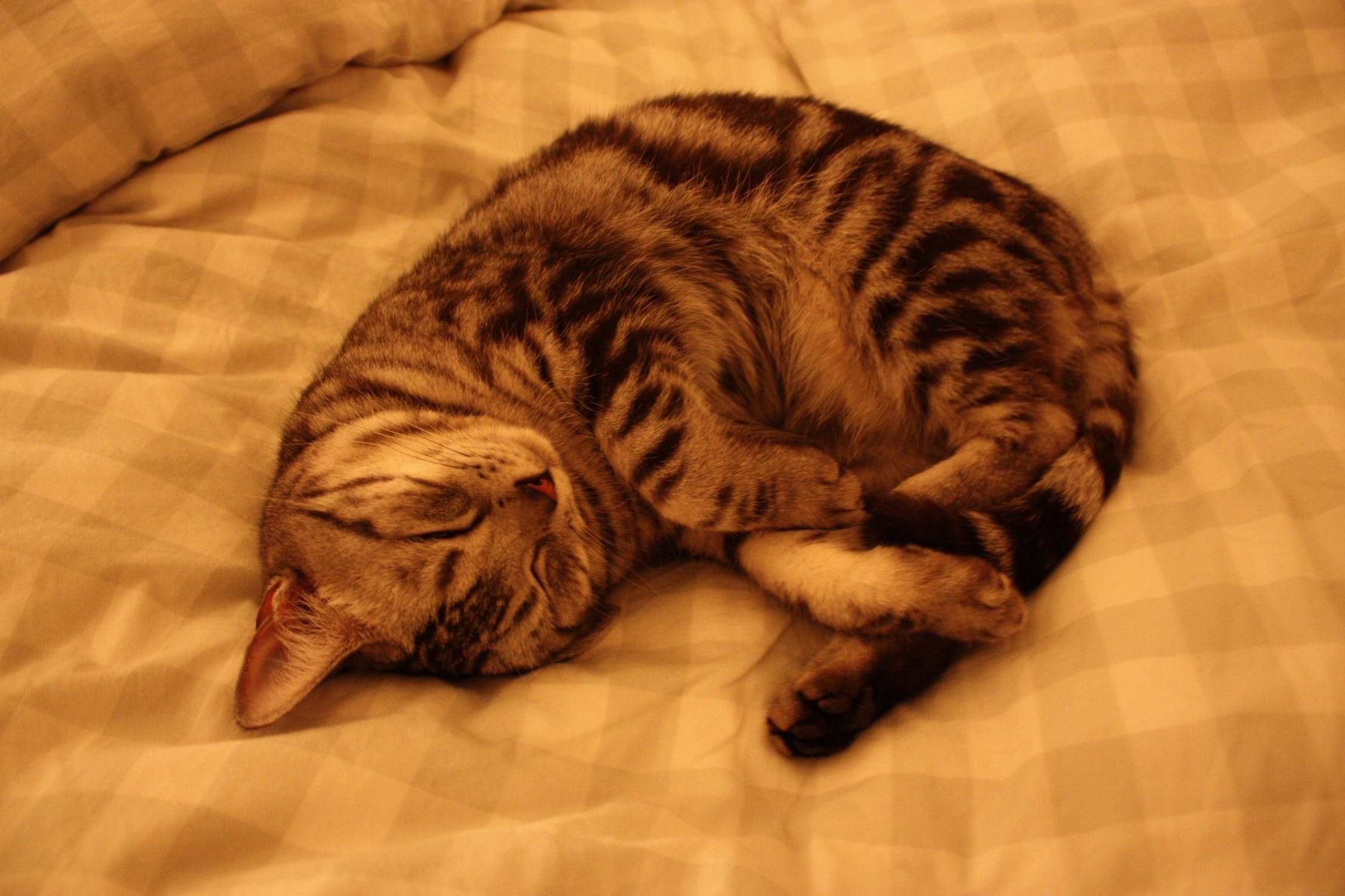 Почему животные спят клубком. Спящий кот. Спящие котики. Лежачий кот.