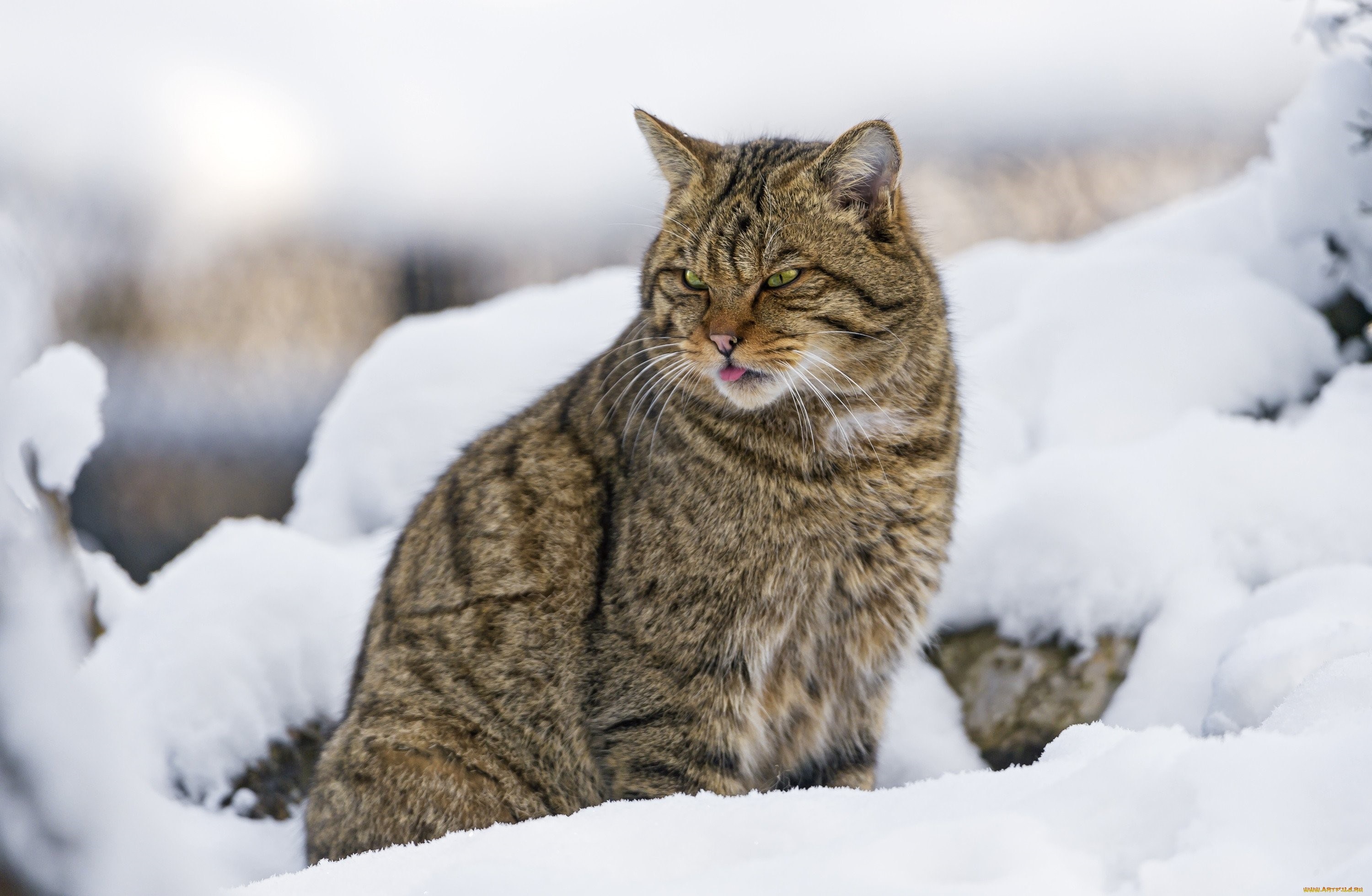 Дикая сибирская кошка фото