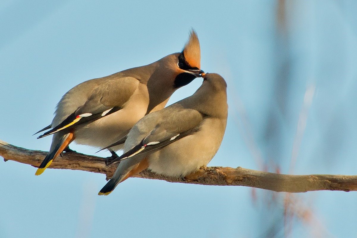 Свиристели фото птицы самец и самка
