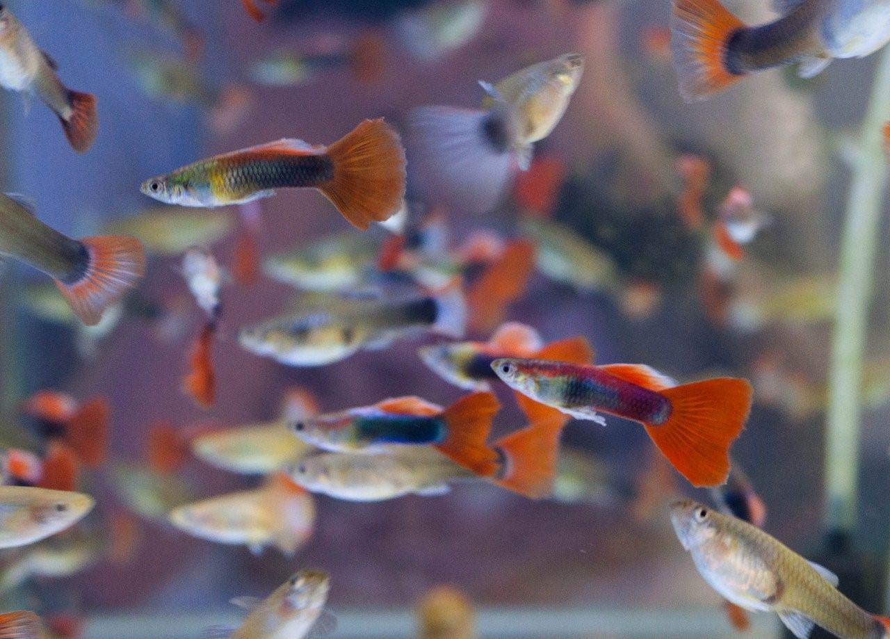 Фото рыбок гуппи в аквариуме