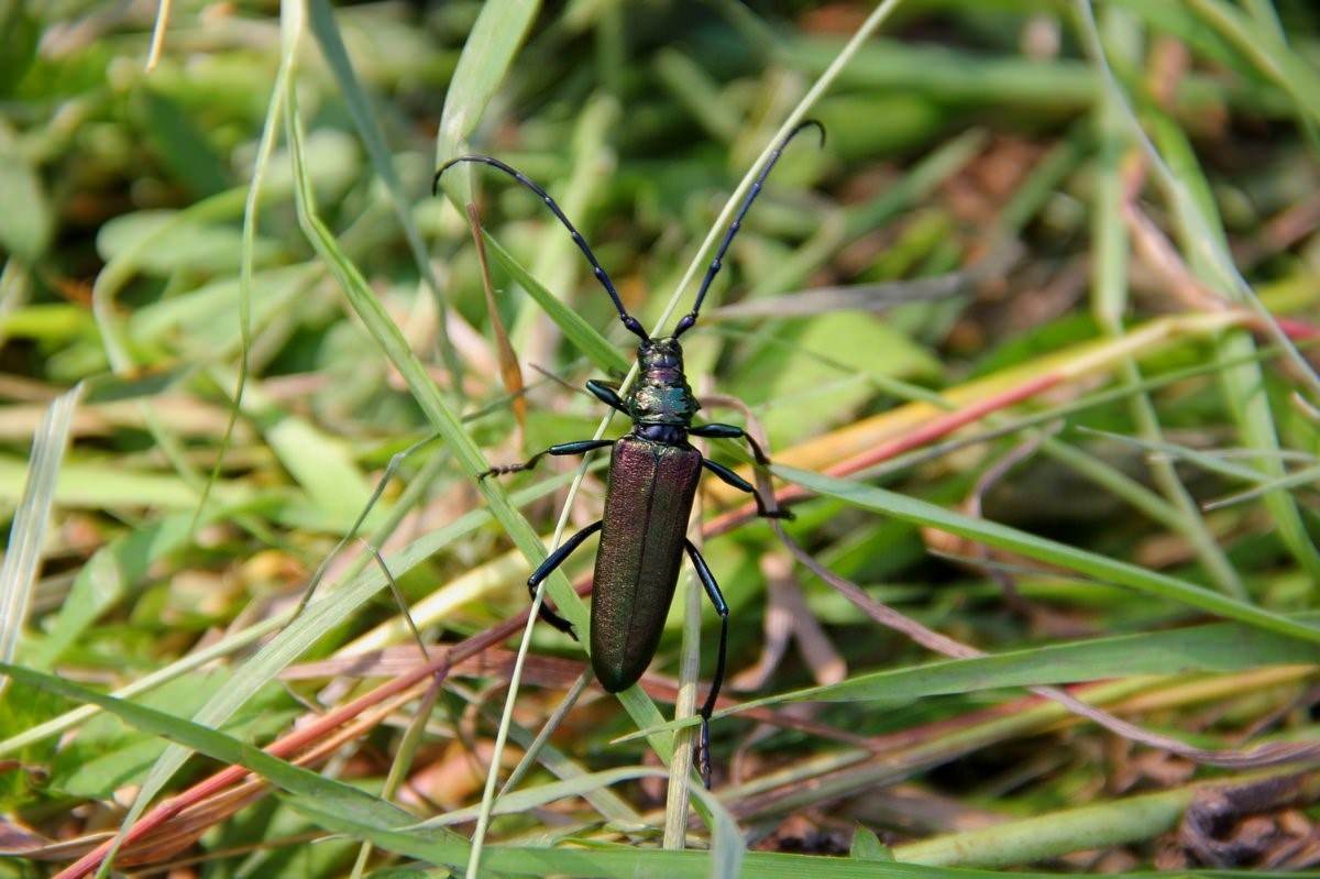 Большой черный жук с длинными усами фото