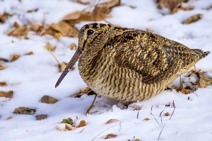 Вальдшнеп