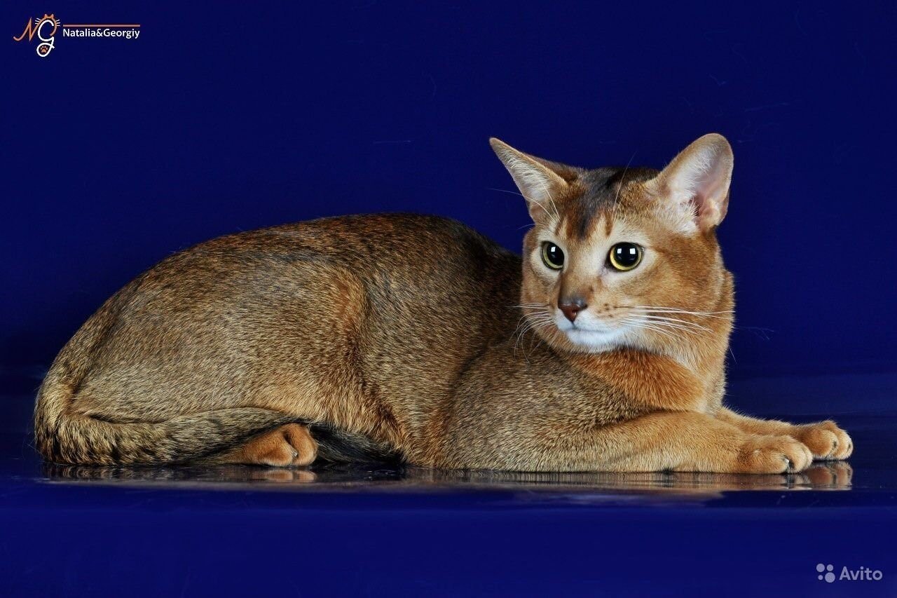 Окрас абиссинских кошек с фотографиями и названиями