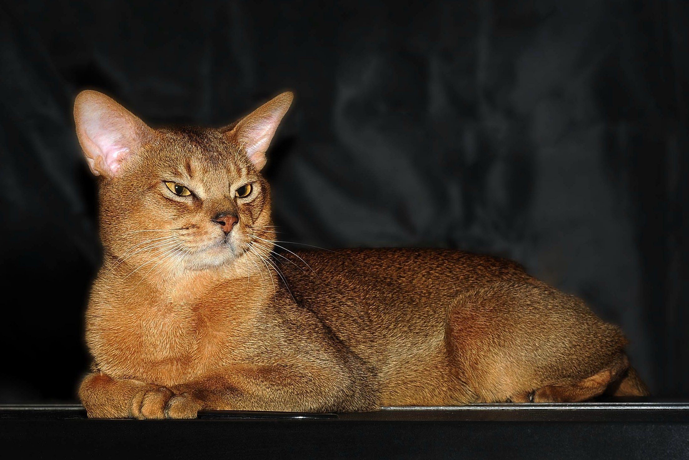 Абиссинская кошка окрасы с фото