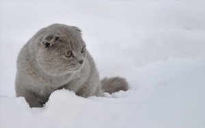 Серый вислоухий котенок