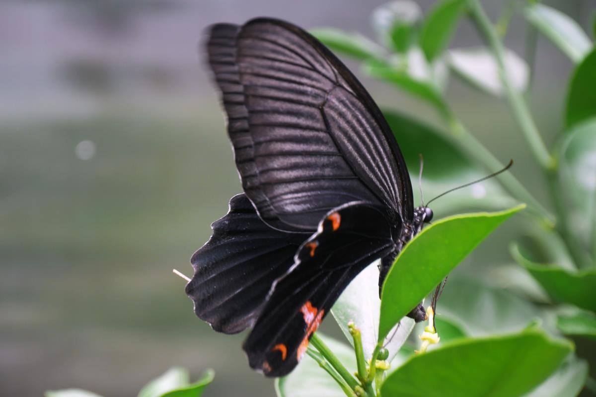 Сохранение темных бабочек в результате. Черный Аполлон бабочка. Олимпиус Инферно бабочка. Черный Кардинал бабочка. Бабочка черного цвета.
