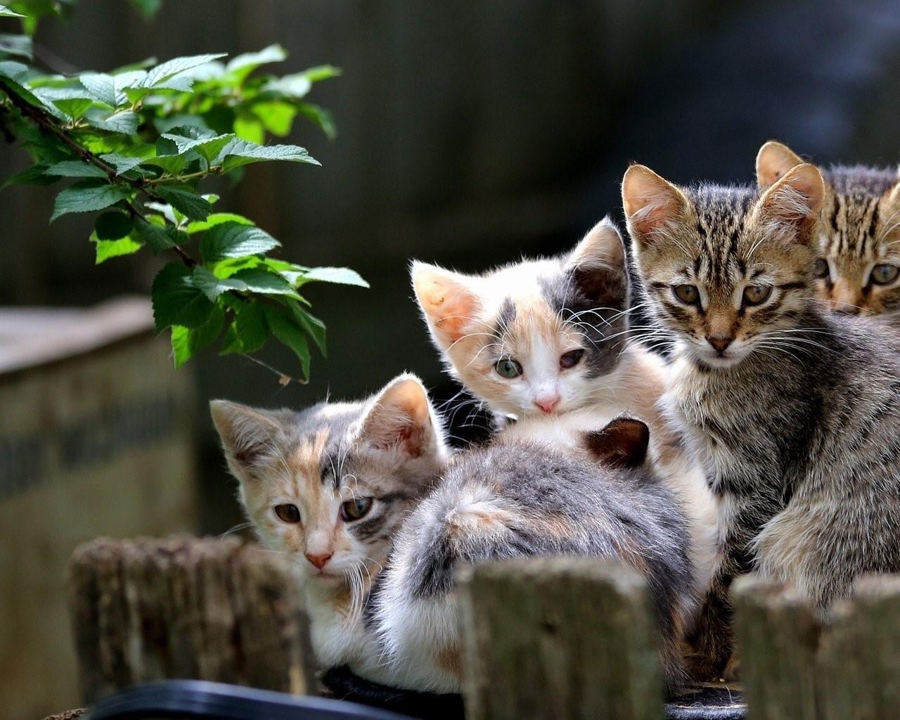 Четверо кошек. Много котят. Четыре котенка. Разные котята. Много красивых кошек.