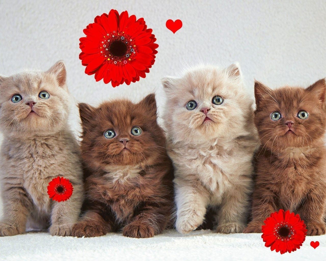 Слово 4 котенка. Четыре котенка. Котята разных цветов. Картинки котиков. Четверо котят.