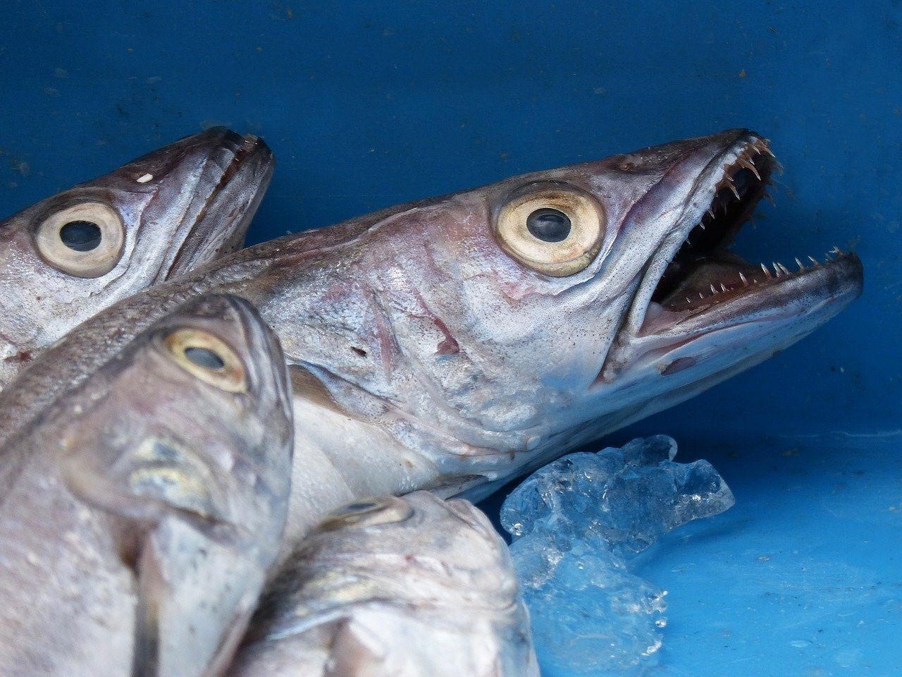 Путассу фото рыбы с головой живой