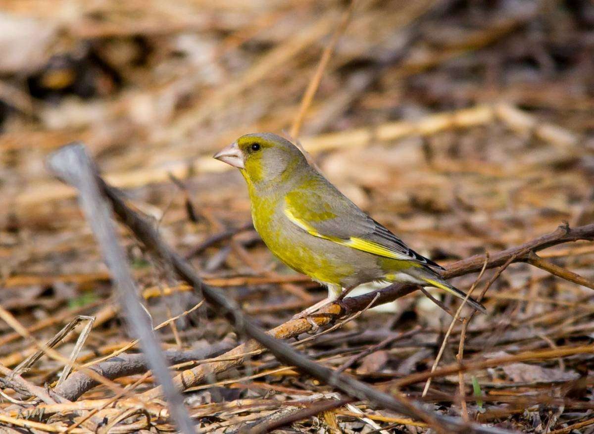Зеленушка птица фото самка и самец весной
