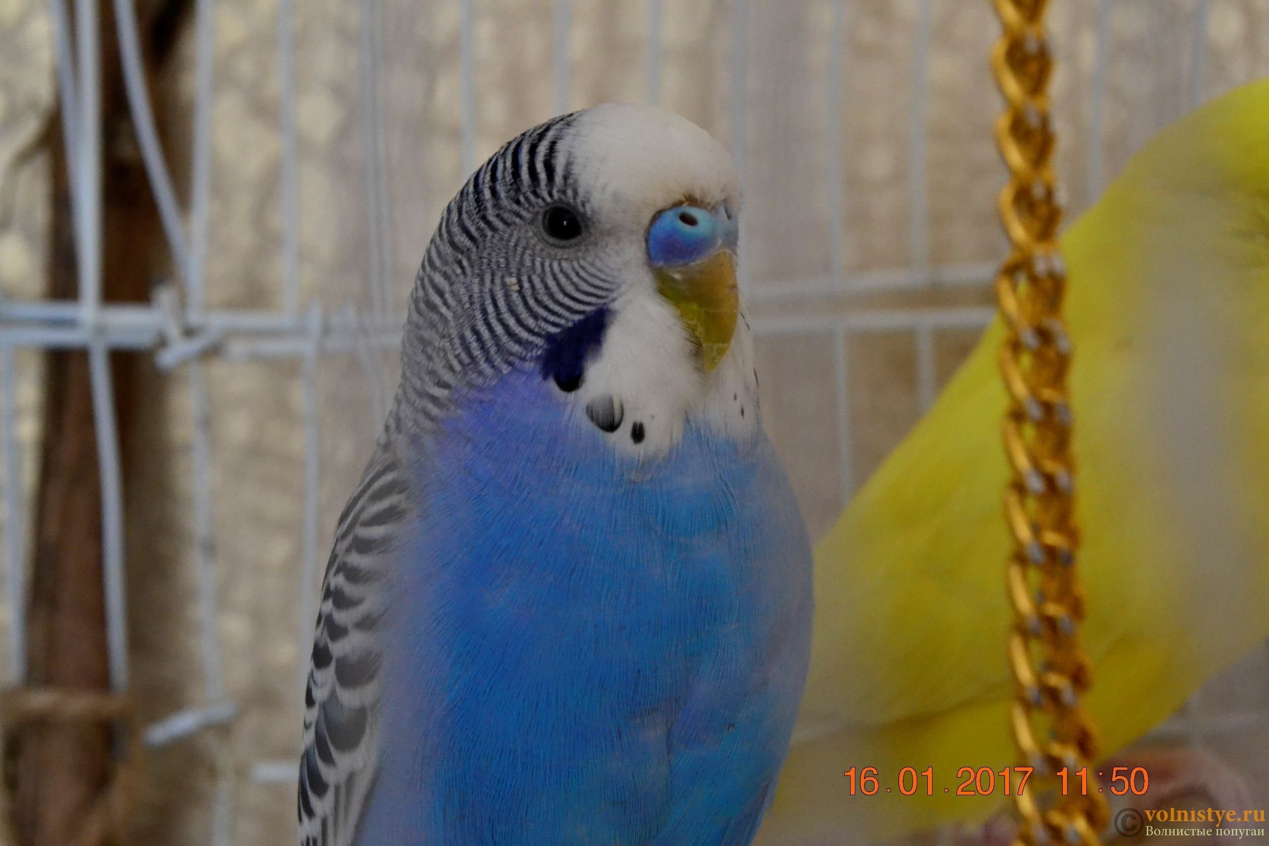 Волнистый попугай голубой самец. Самец волнистого попугая синий. Самка волнистого попугая с голубой восковицей. Пол волнистого попугайчика.