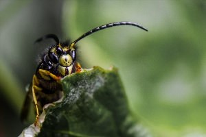 Жук Стрекач и его личинки