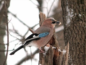 Птицы Подмосковья Сойка