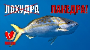 Рыба лахудра