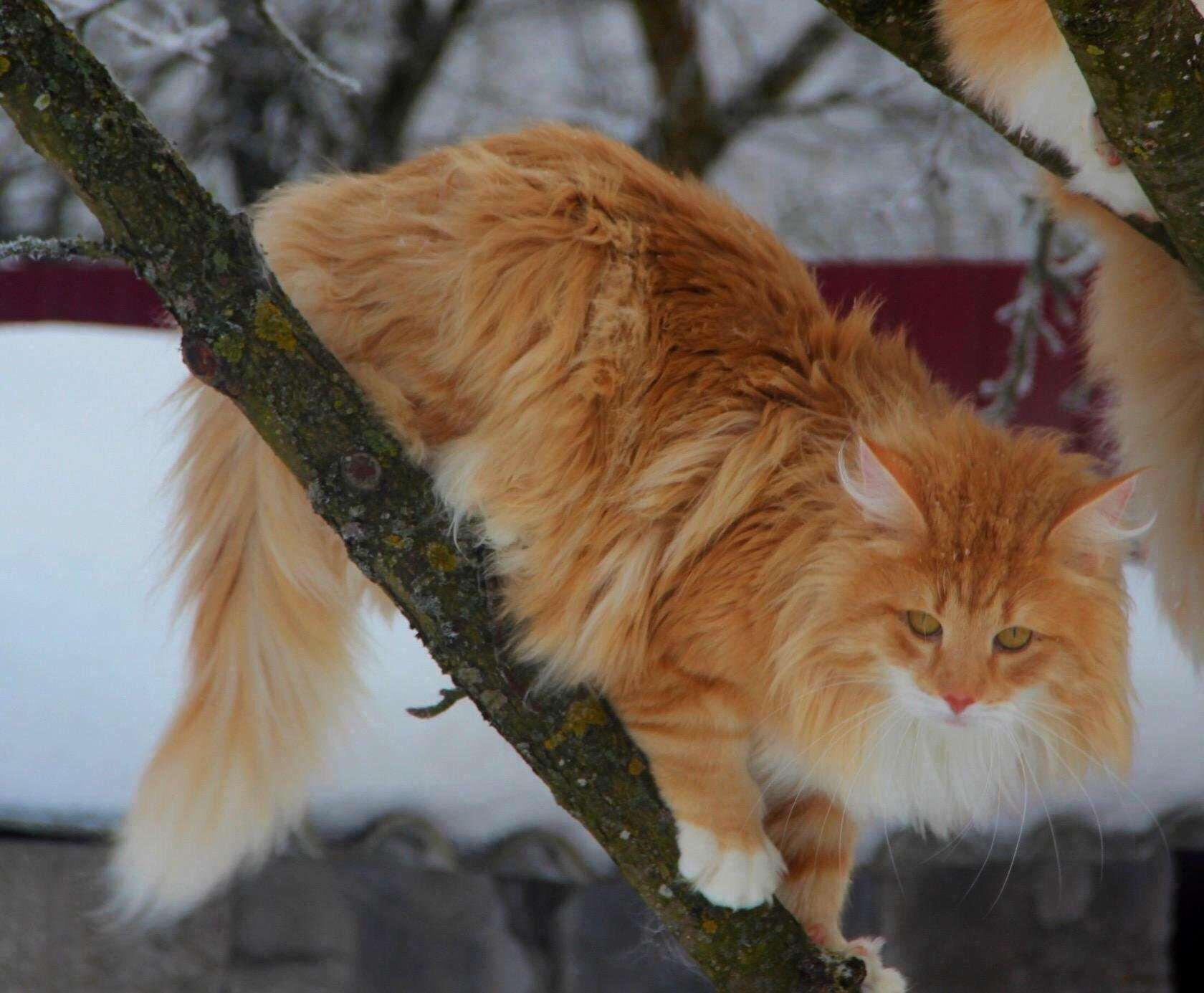 Норвежская лесная кошка фото рыжий