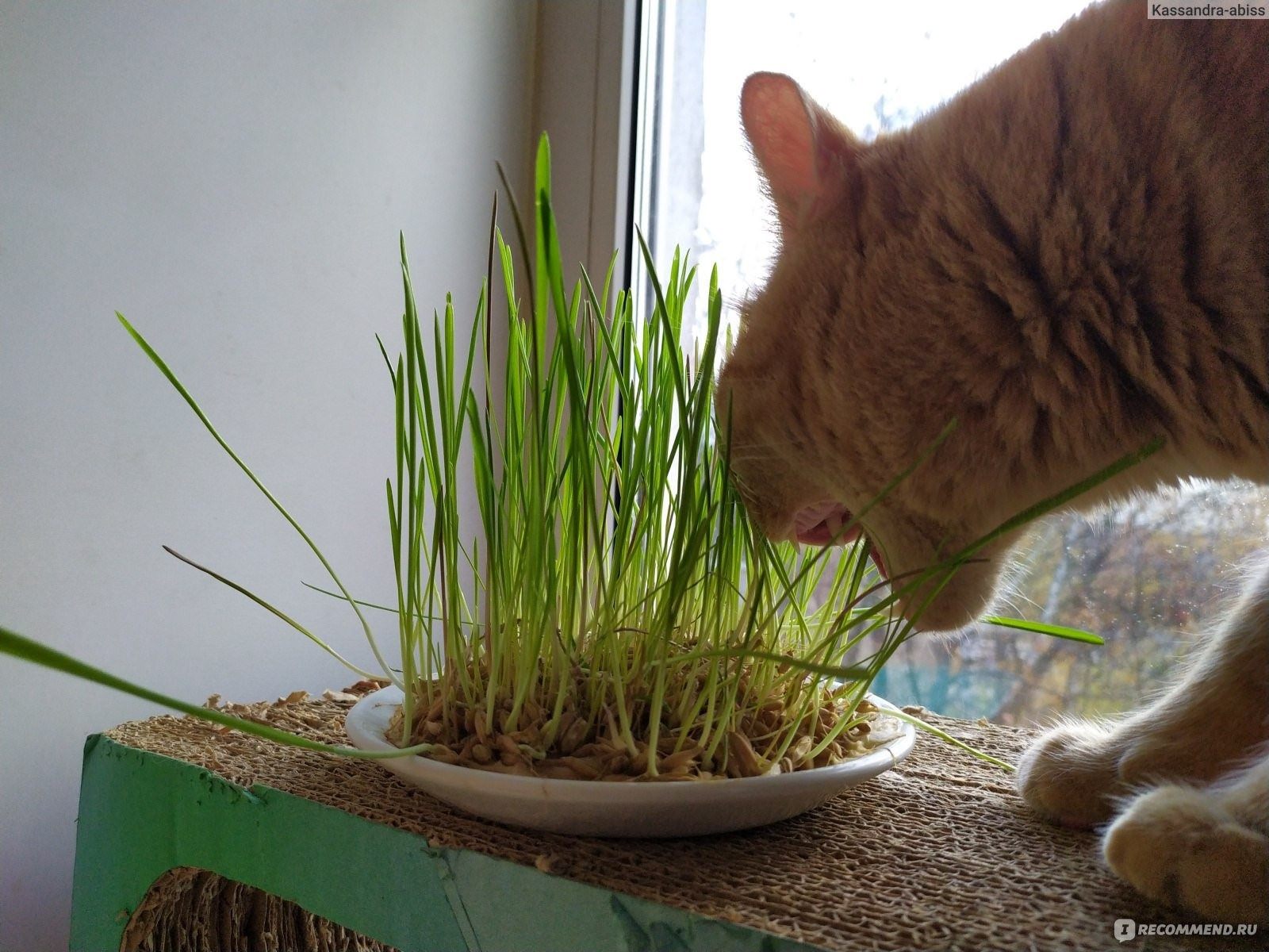 Сколько растет трава для кошек