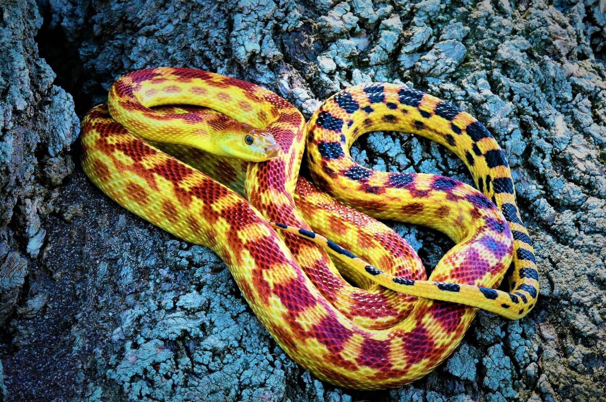 Pituophis catenifer