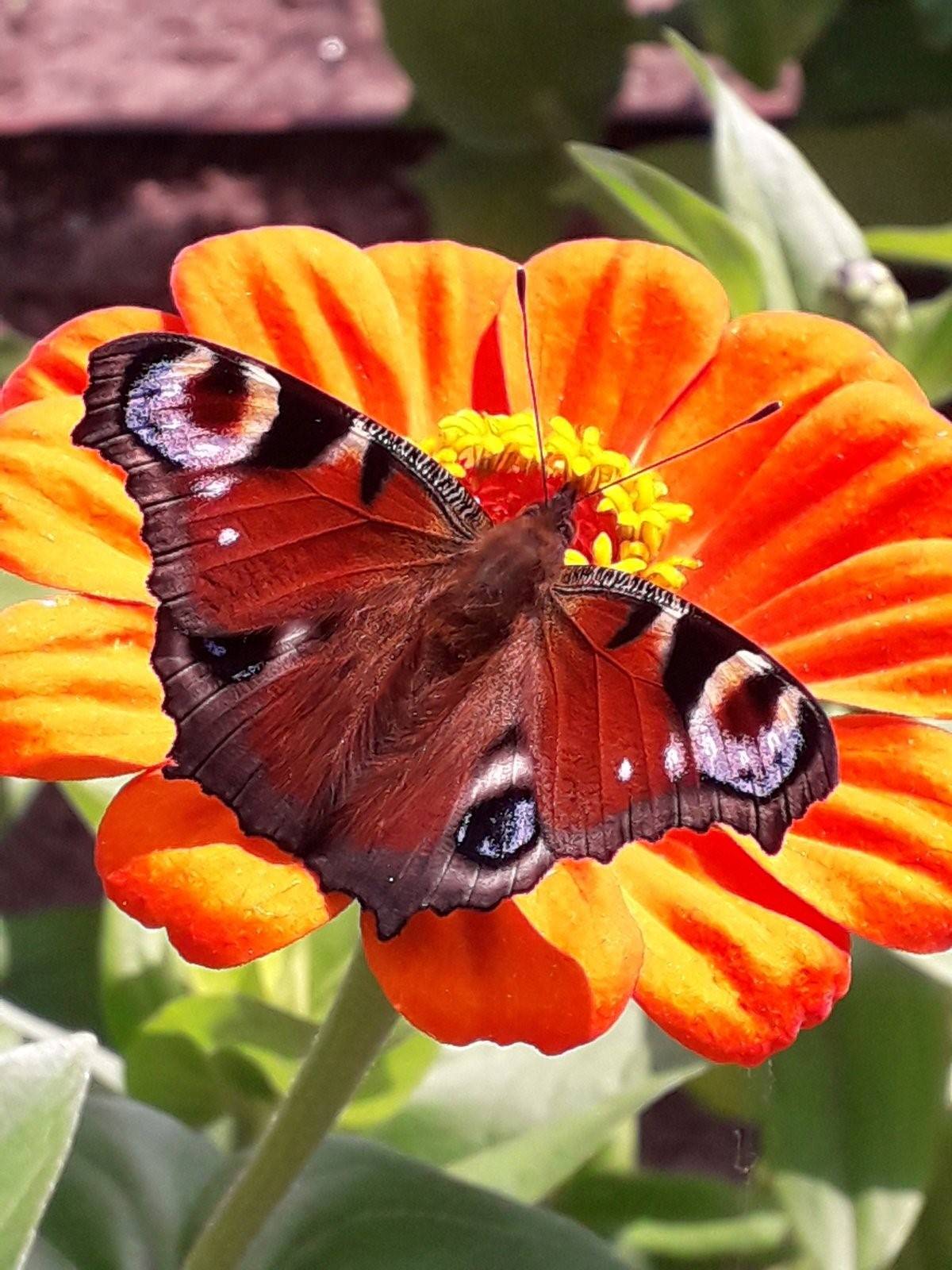 Виды бабочек в россии с фото