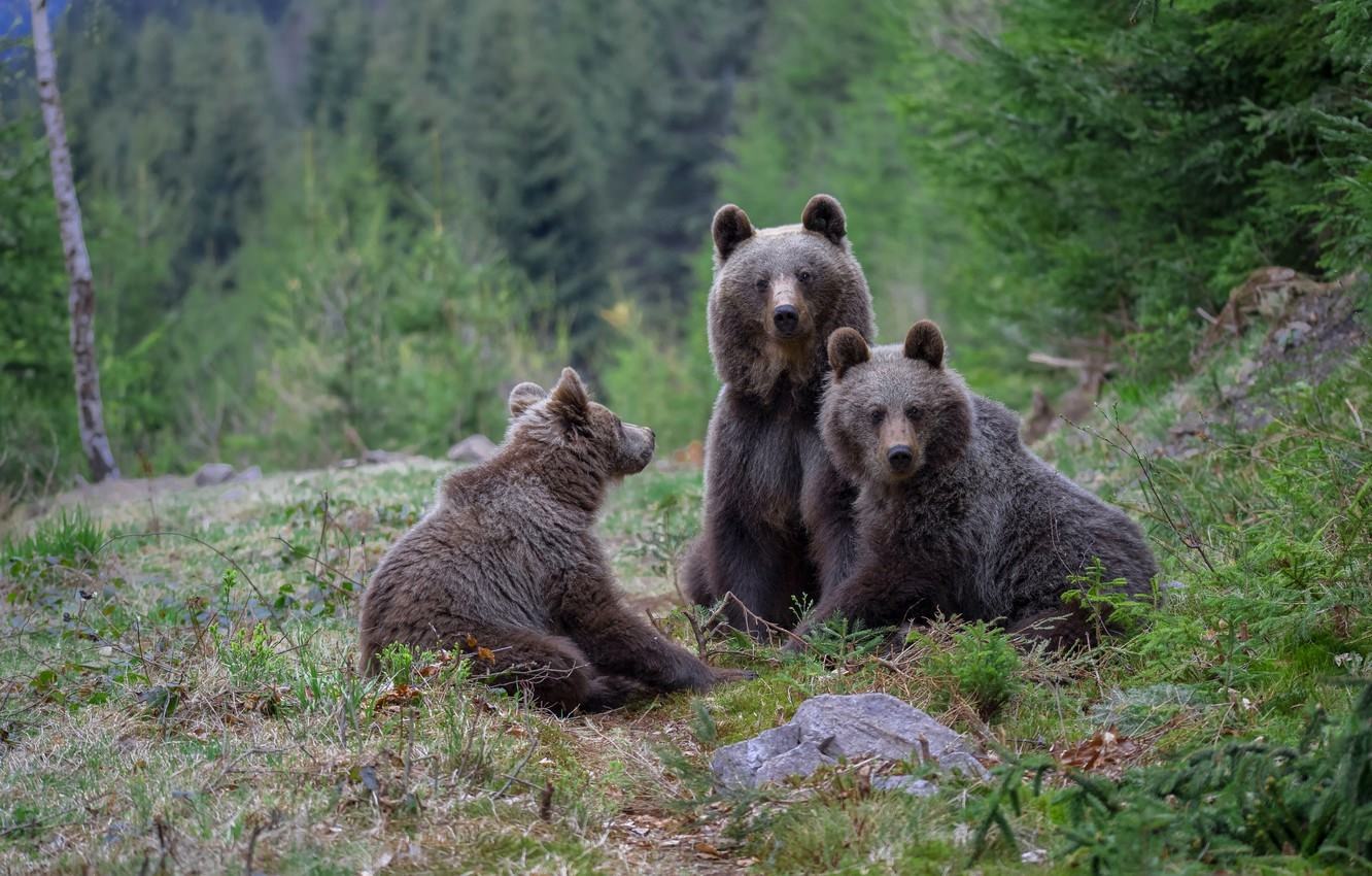 Медведица с медвежатами в лесу картина