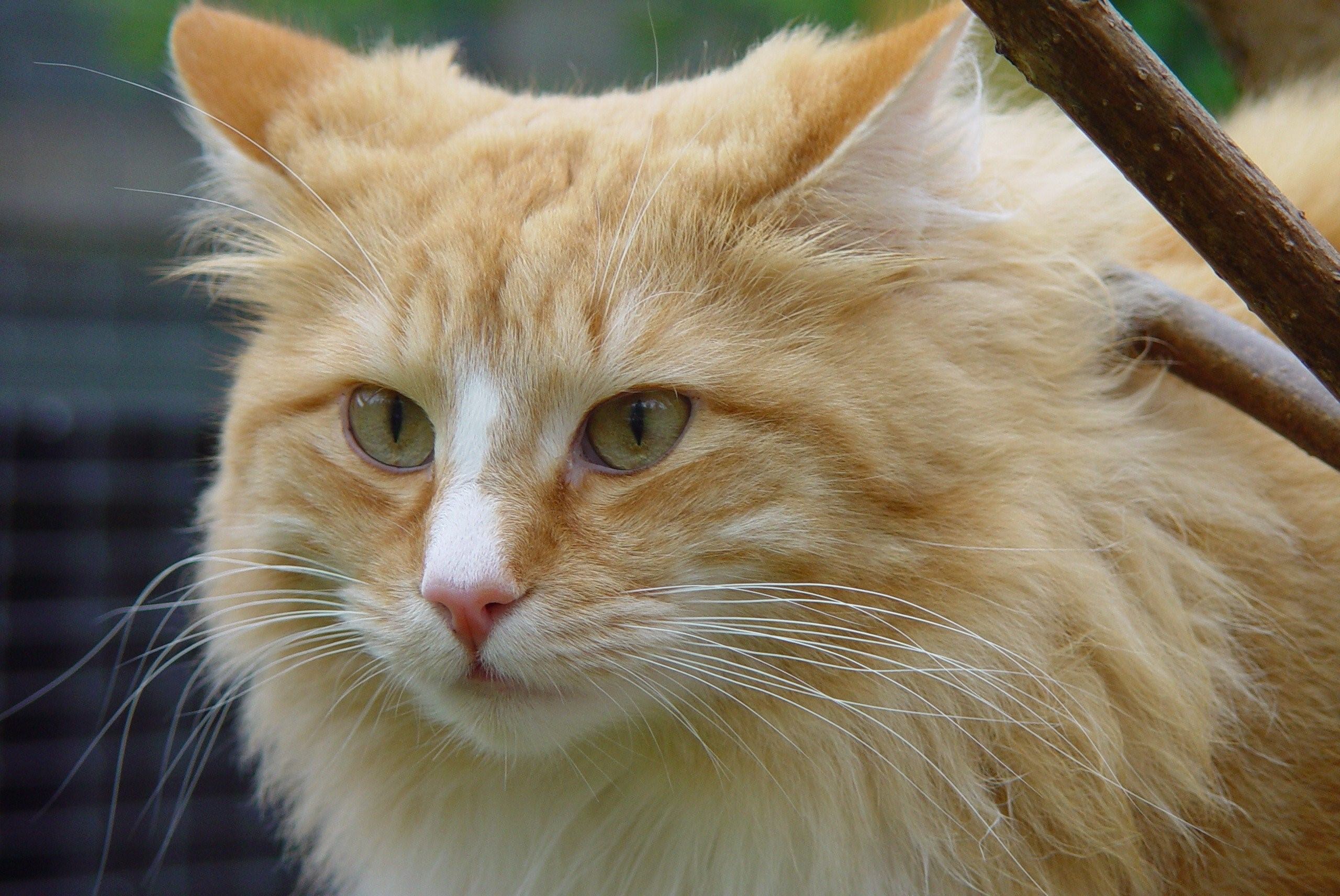 Норвежский лесной кот фото рыжий