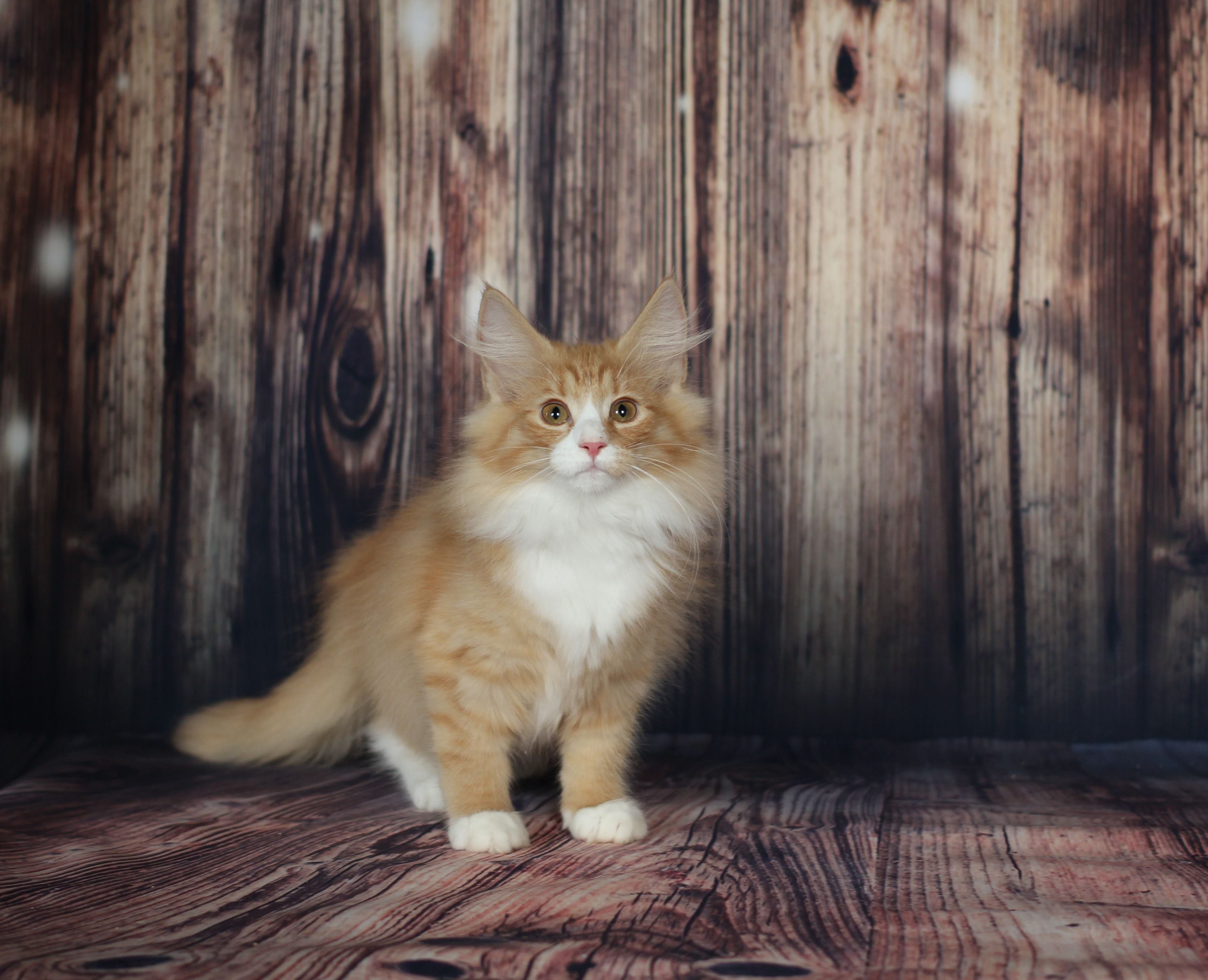 Норвежский лесной кот фото рыжий