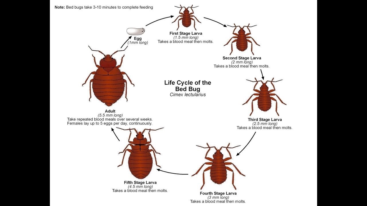 Cimex lectularius (систематическое положение