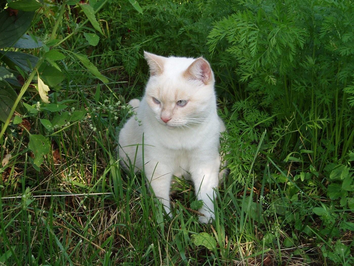 Кошечка мурка. Кошка Мурка. Мурка кошка фото. Белая кошка Мурка. Форточница Мурка.