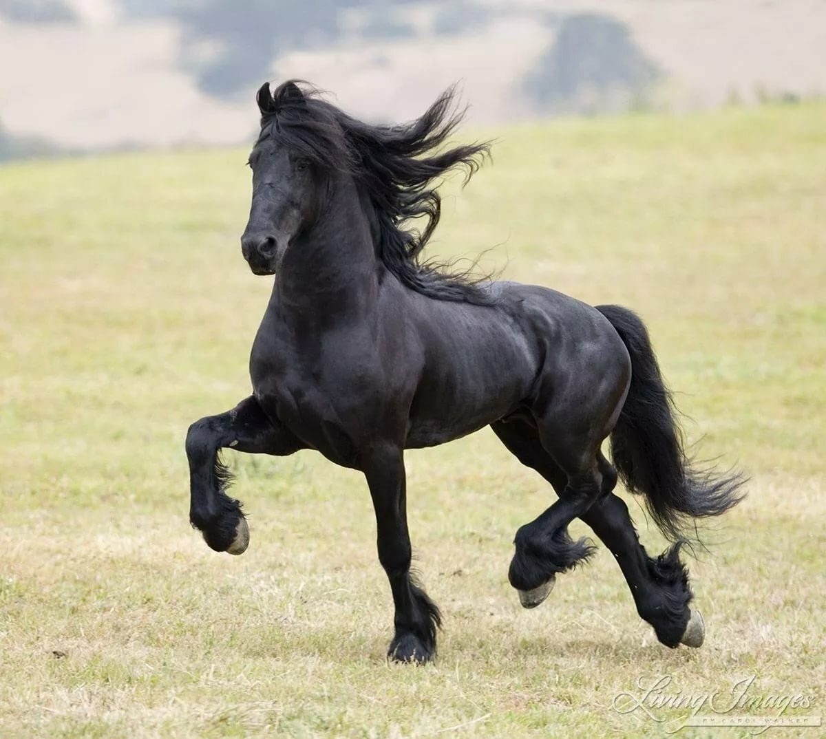 Черный про лошадей. Лошадь породы Мустанг черный. Пегая Фризская лошадь. Арабо Фризская лошадь. Пепельно Вороная лошадь.