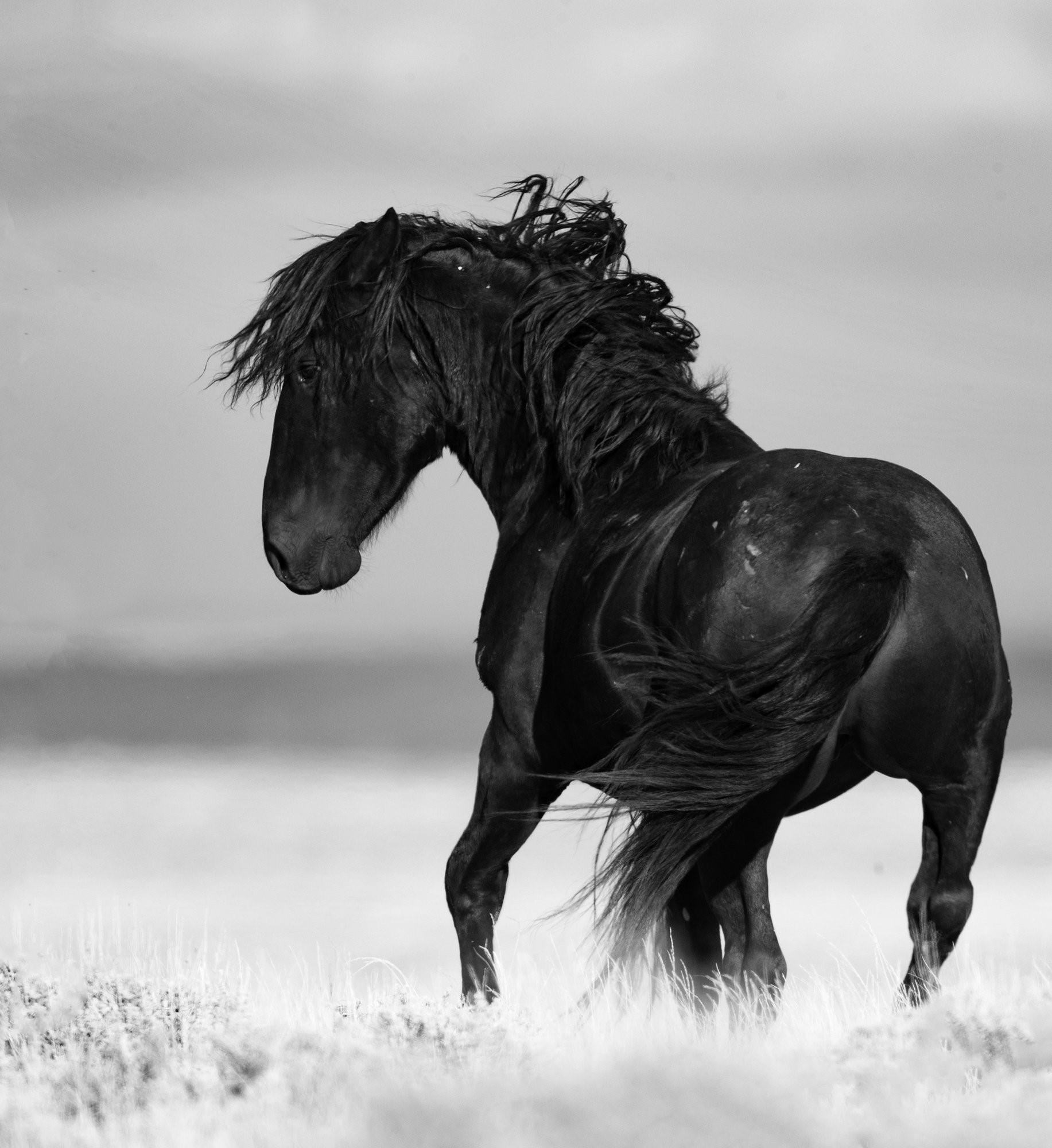 Черный конь песня. Вороной Мустанг иноходец. Вороной Мустанг лошадь. Мустанг дикий чёрный конь. Дикий гнедой Мустанг.