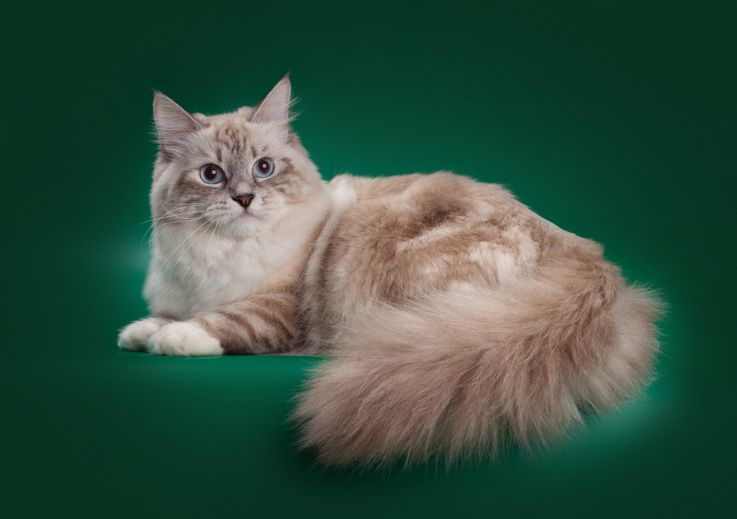 Порода кошка маскарадная кошка фото